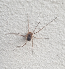 Phalangioidea