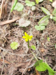 Ranunculus lapponicus