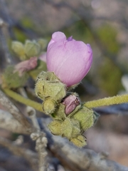 Malacothamnus fasciculatus catalinensis