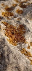 Xanthoria