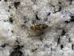 Ectopsocidae