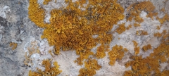 Xanthoria