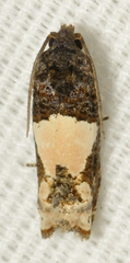 Epiblema dorsisuffusana