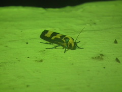 Chrysaeglia magnifica