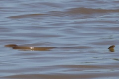 Masticophis mentovarius