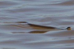 Masticophis mentovarius