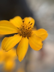 Dyssodia tagetiflora