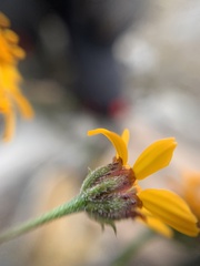 Dyssodia tagetiflora