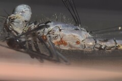 Arrenurus