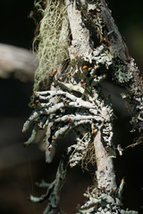 Hypogymnia imshaugii