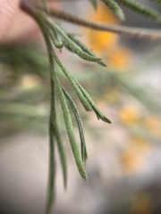 Dyssodia tagetiflora