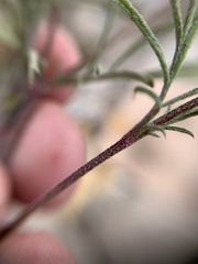 Dyssodia tagetiflora
