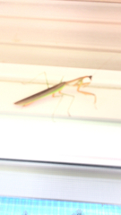 Tenodera