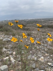 Dyssodia tagetiflora