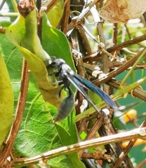 Synoeca septentrionalis