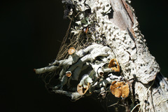 Hypogymnia imshaugii