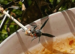 Synoeca septentrionalis