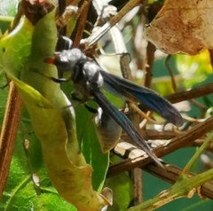 Synoeca septentrionalis