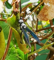 Synoeca septentrionalis