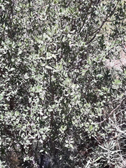 Rhamnus alaternus