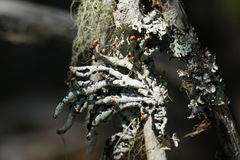 Hypogymnia imshaugii