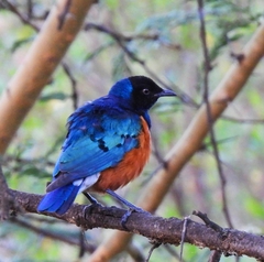 Lamprotornis superbus