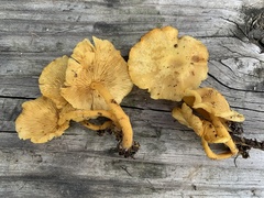 Tricholomopsis aurea