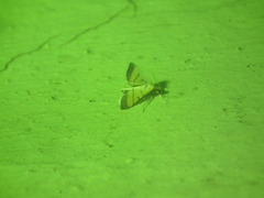 Cnaphalocrocis
