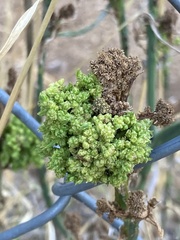 Aceria chondrillae