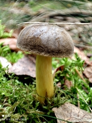 Xerocomellus pruinatus