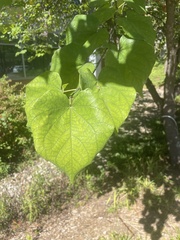 Cercis canadensis