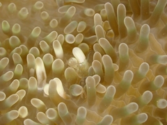 Periclimenes rathbunae