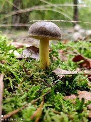 Xerocomellus pruinatus