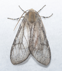 Pseudohemihyalea labecula