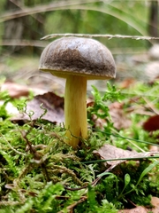 Xerocomellus pruinatus