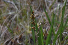 Plantago macrocarpa