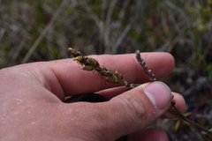 Plantago macrocarpa