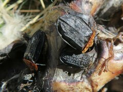 Oiceoptoma thoracicum