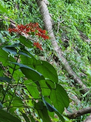 Clerodendrum japonicum