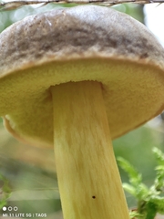 Xerocomellus pruinatus