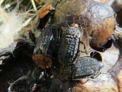 Oiceoptoma thoracicum