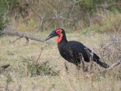 Bucorvus leadbeateri