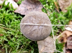 Xerocomellus pruinatus