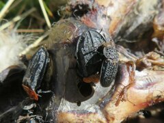 Oiceoptoma thoracicum