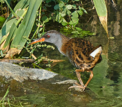 Rallus aquaticus