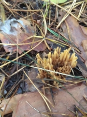Clavulina coralloides