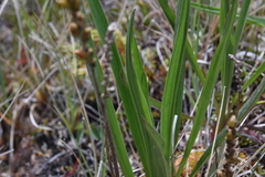 Plantago macrocarpa