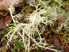 Cladonia rangiferina