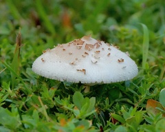 Chlorophyllum molybdites image