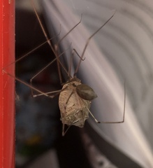 Pholcus phalangioides